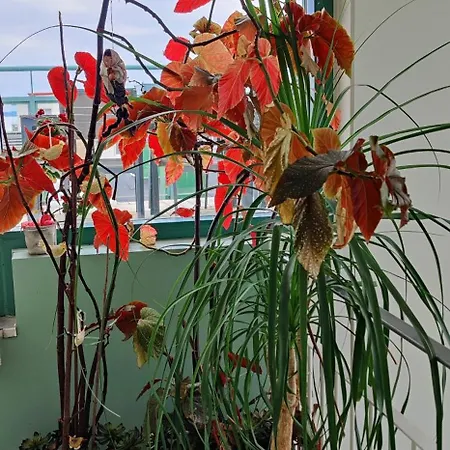 Capitano Апартаменты *