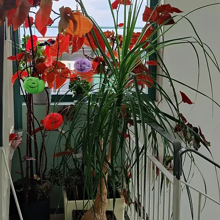 Apartment Capitano